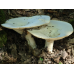 Мицелий Говорушки гигантской / Рядовка гигантская (Leucopaxillus giganteus)